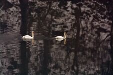 Two Mute Swans Swimming In The River Royalty Free Stock Photography