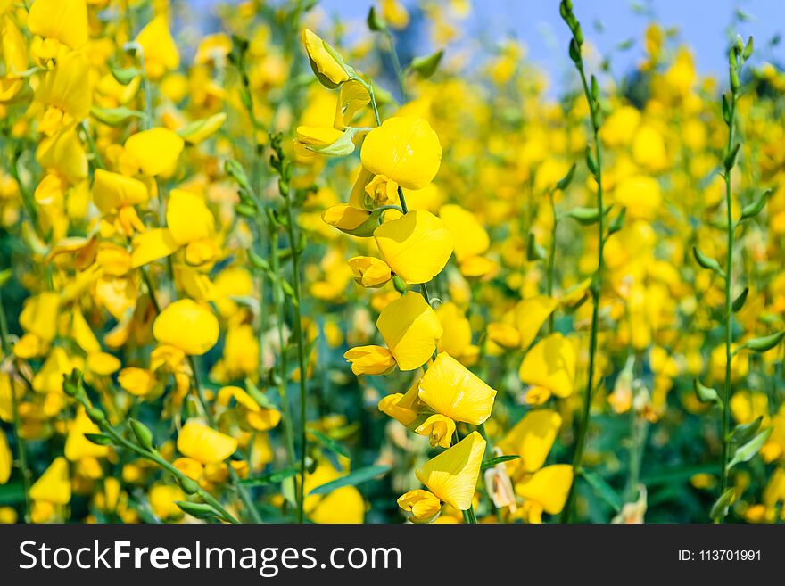 Crotalaria juncea in the field