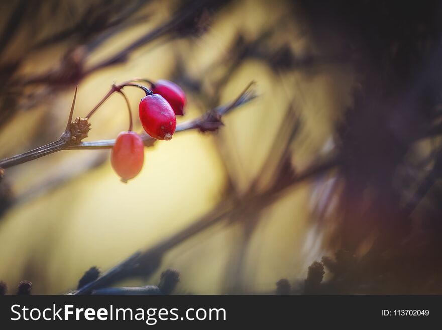 Dry rose hips in the spring garden macro photography