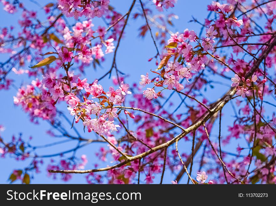 Pink flowers cherry blossom or sakura flowers on nature background