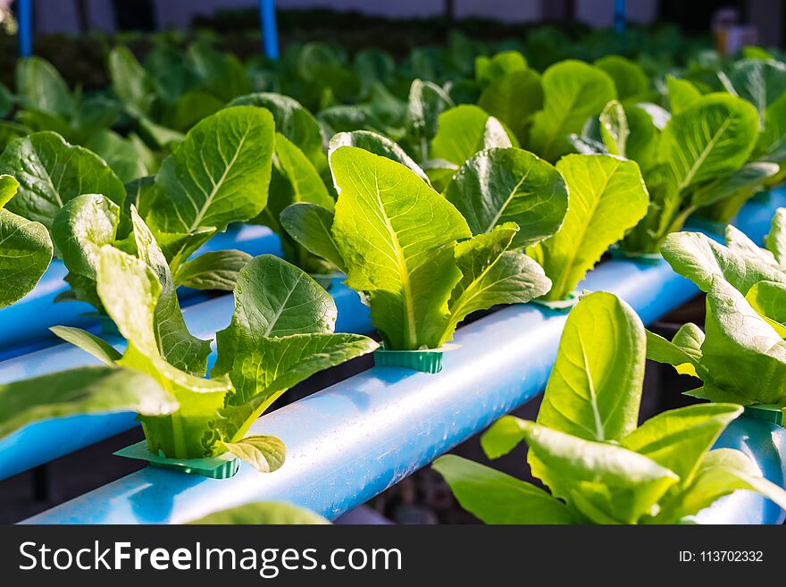 Green Cos salad lettuce. Hydroponic farming. Green Cos salad lettuce. Hydroponic farming.