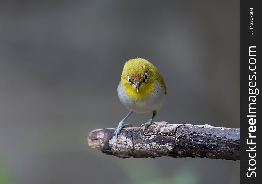 Oriental white eye close up