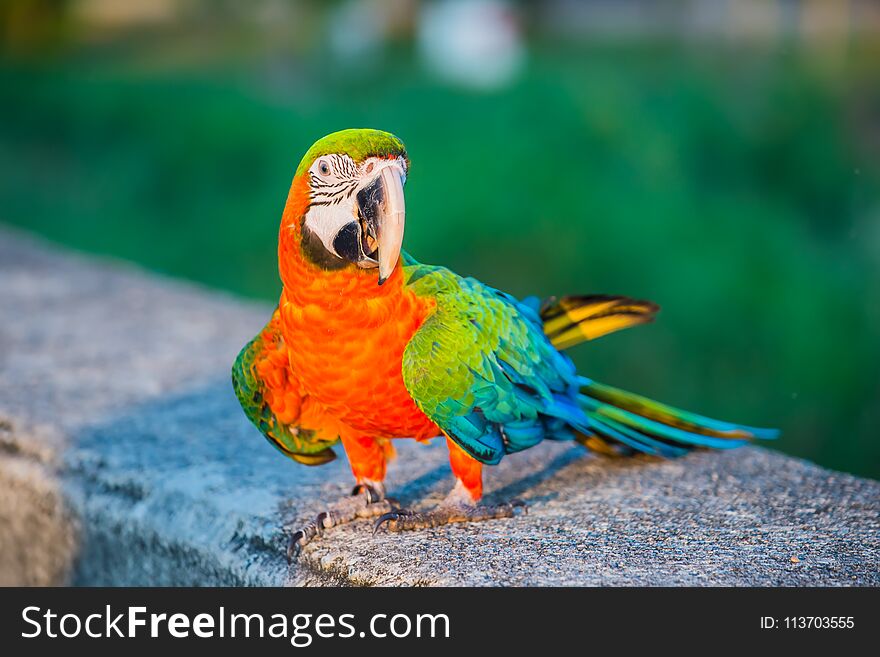 Parrot, lovely bird, animal and pet at the natural park. Parrot, lovely bird, animal and pet at the natural park