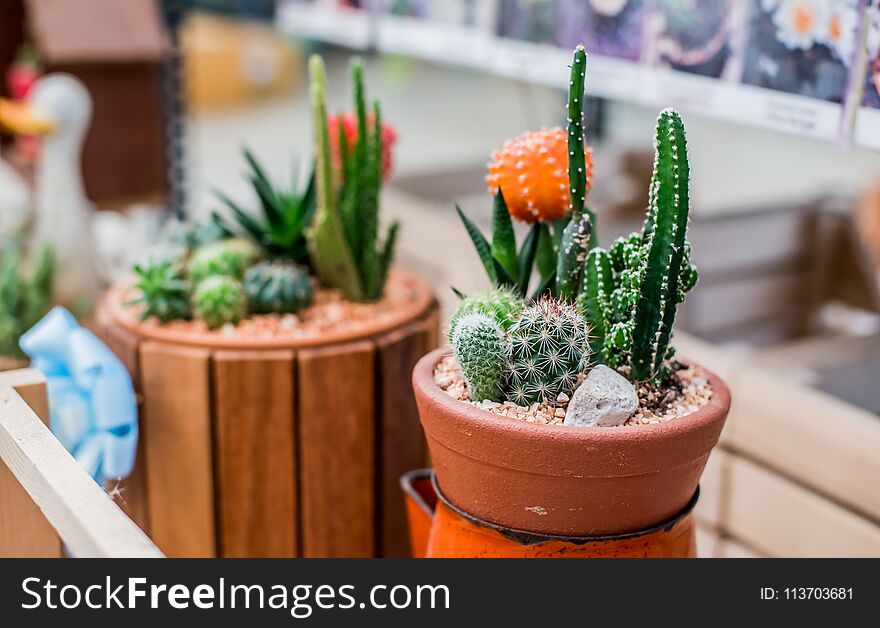 Cactus Decorate In The Garden