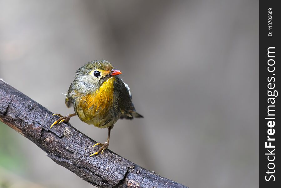 The red-billed leiothrix is a member of the family Leiothrichidae, native to southern China and the Himalayas. The red-billed leiothrix is a member of the family Leiothrichidae, native to southern China and the Himalayas.