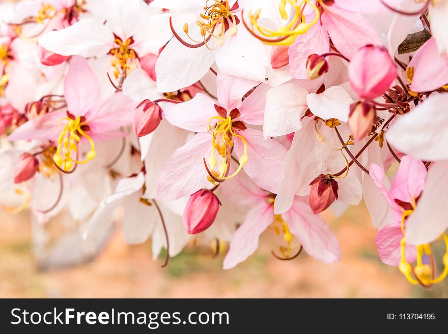 Pink flower of Wishing tree, pink shower, cassia bakeriana craib. Thailand.