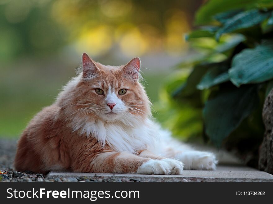 Big And Strong Norwegian Forest Cat Male Resting In A Garden