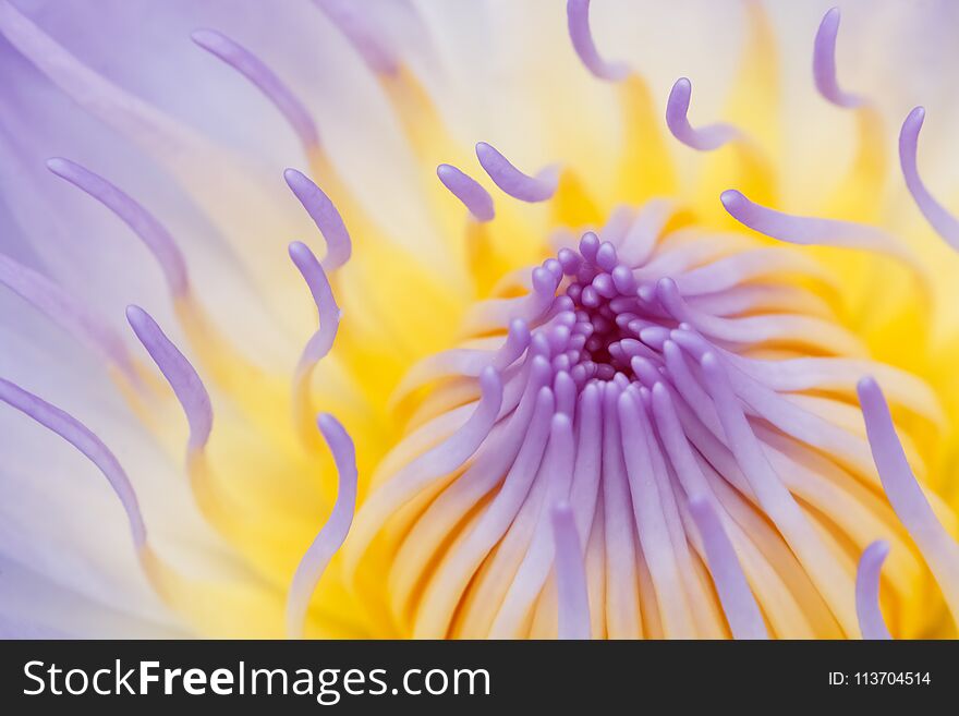 Close up lotus flower or water lily for natural background