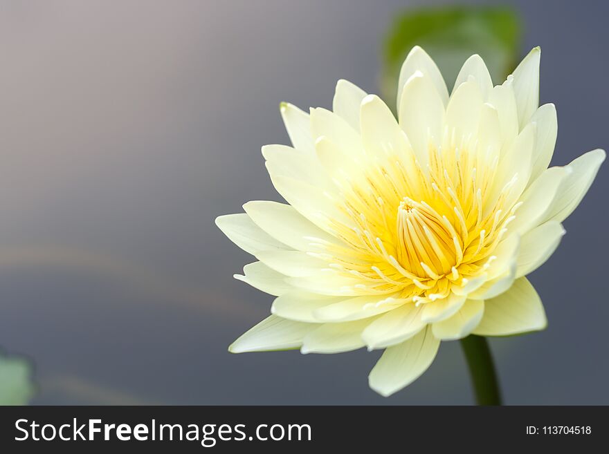 Close up lotus flower or water lily for natural background