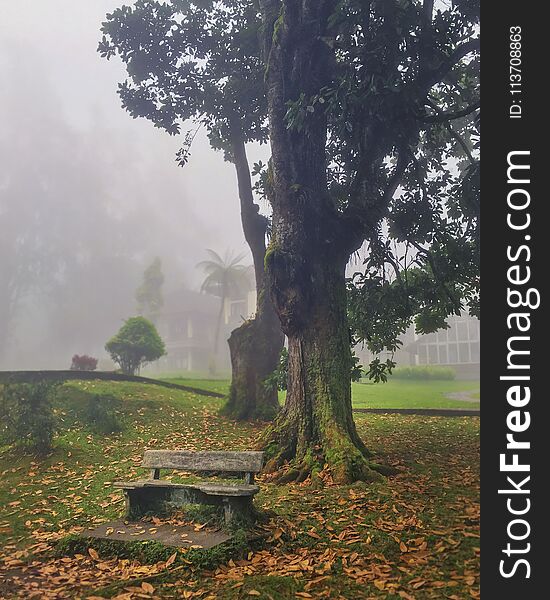 Misty morning autumn landscape. Forest forest in the fog.