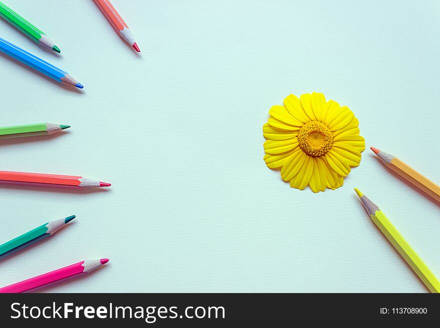 Large bright Daisy surrounded by colored pencils. Concept-education, drawing, creativity.Copy space.