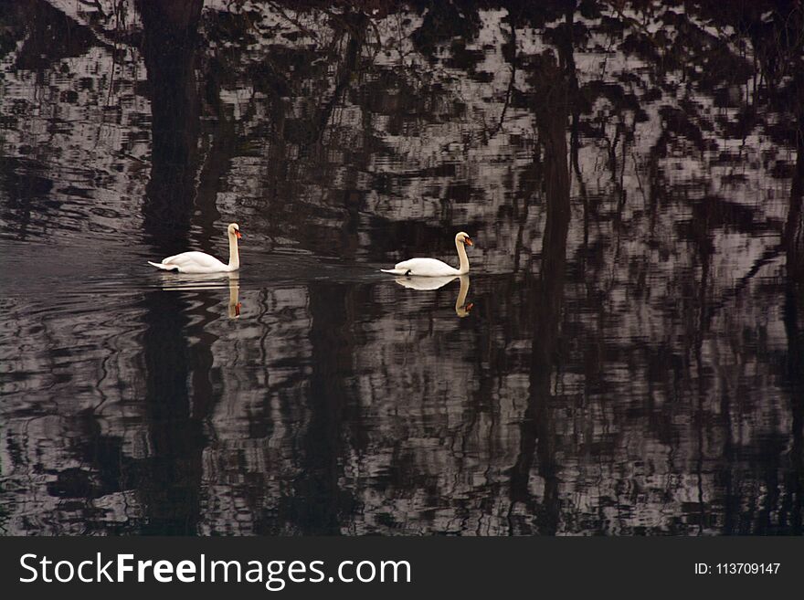 Two Mute Swans Swimming In The River