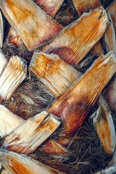 Palm Tree Bark Texture And Background Royalty Free Stock Image
