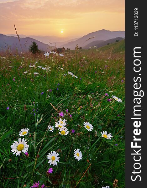 Wild Chamomiles On Meadow At Summer Dawn.