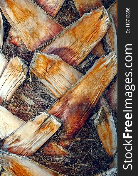 Palm tree bark texture and background, close view