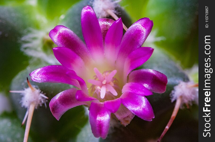 Purple blossom blooming cactus flower close-up