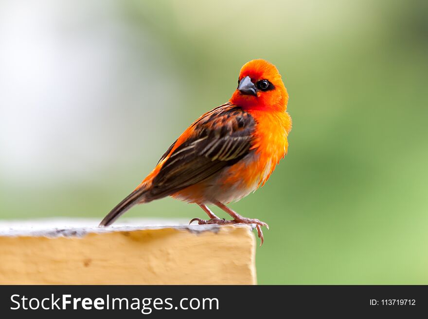 A small red local bird on the Seychelles island