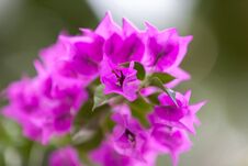 Free Local Exotic Flowers Very Colorfull And Beautiful Royalty Free Stock Photo - 113720255