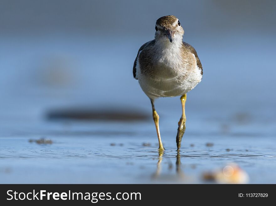 Curious Young Spotted Sand Piper Hunts For Breakfast On An Early Morning In Costa Rica