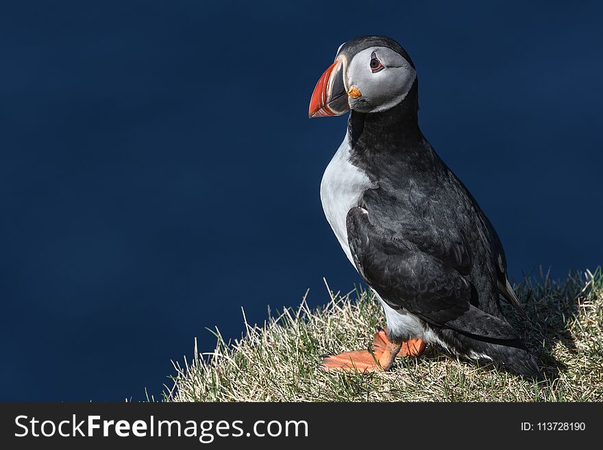 Puffin Isolated On A Beautiful Day In North Iceland