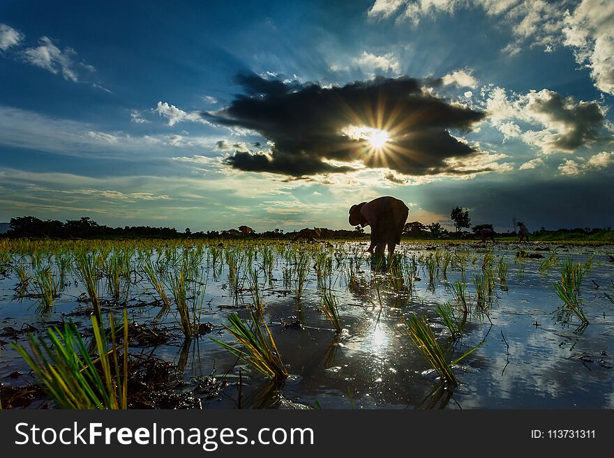 Thailand rice farmers planting season.