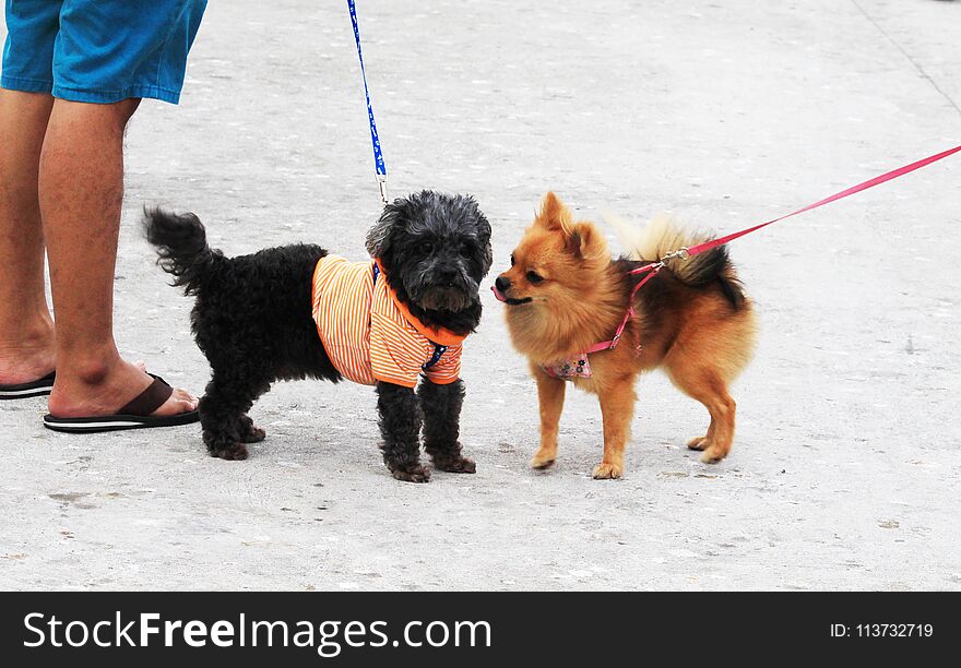 Pomeranian Brown And Friend Walking With The Owner.