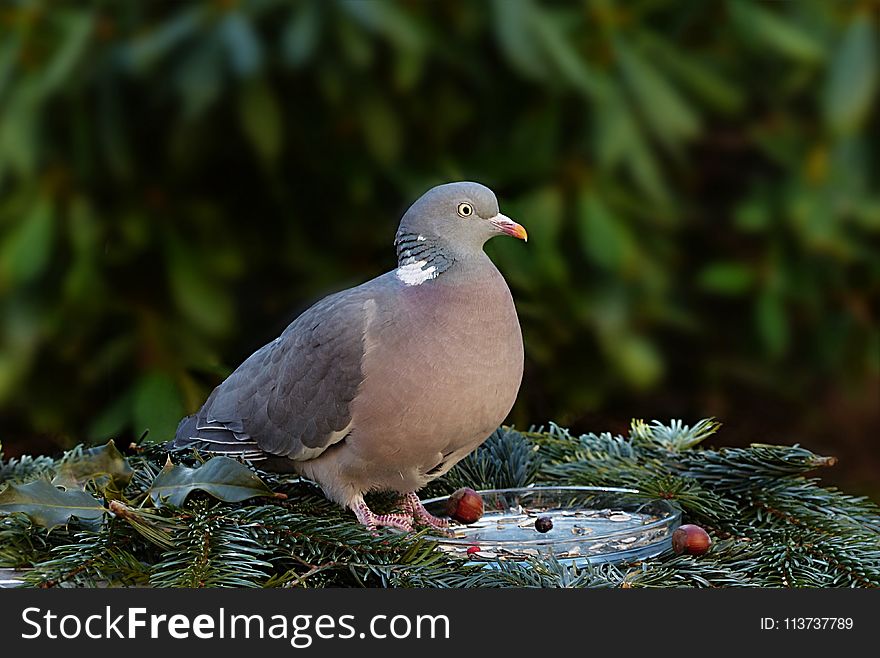 Bird, Stock Dove, Pigeons And Doves, Fauna