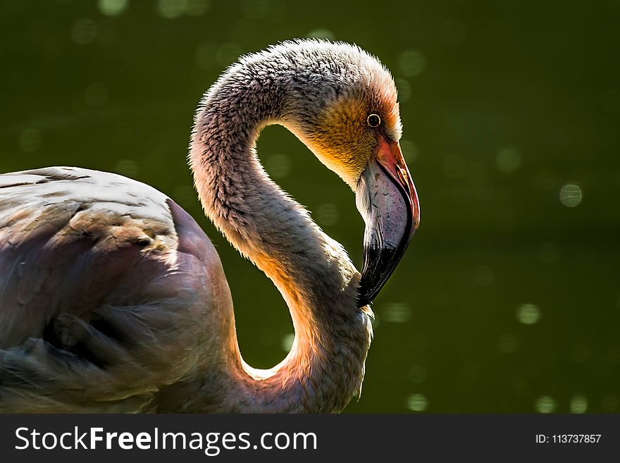 Beak, Bird, Water Bird, Fauna