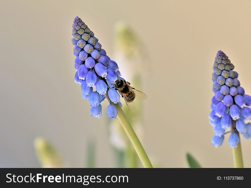 Flower, Flora, Insect, Pollinator