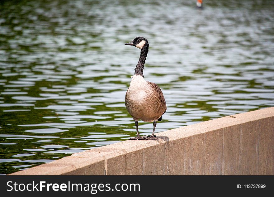 Bird, Duck, Water Bird, Fauna