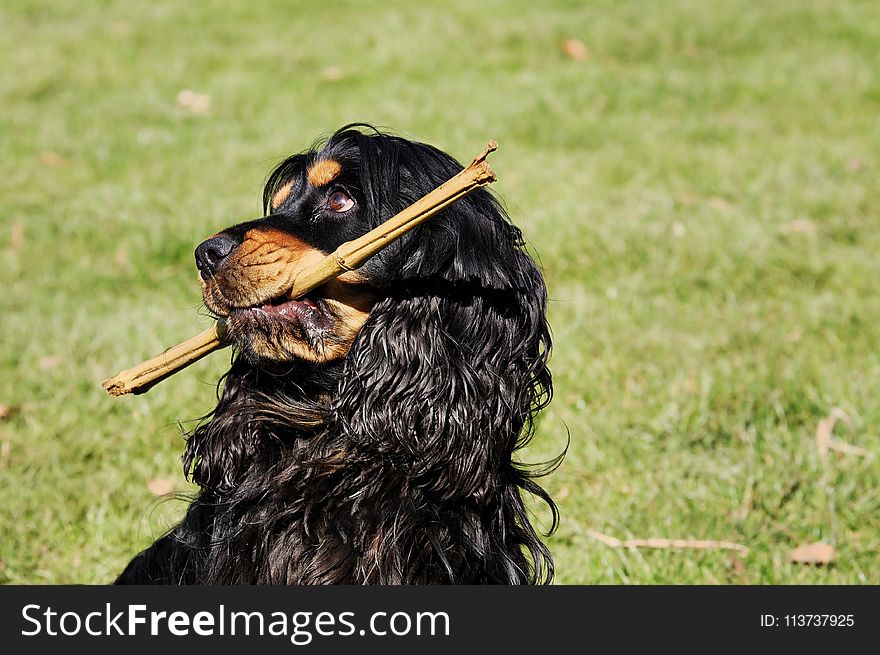 Dog, Dog Like Mammal, Dog Breed, Grass