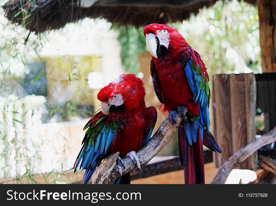 Parrot, Macaw, Bird, Beak