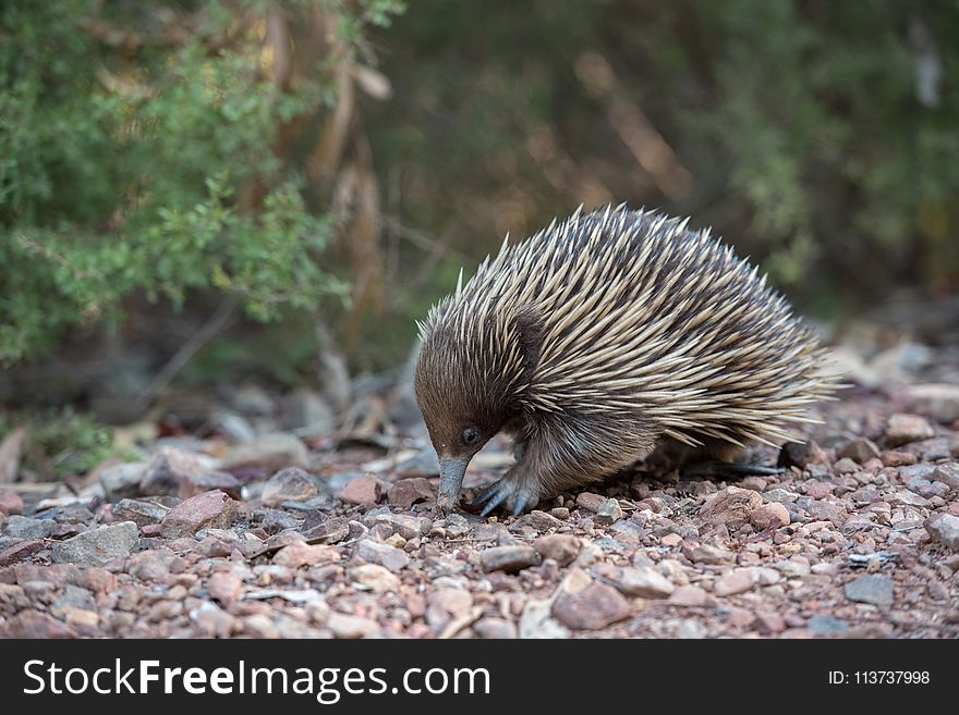 Echidna, Monotreme, Mammal, Domesticated Hedgehog