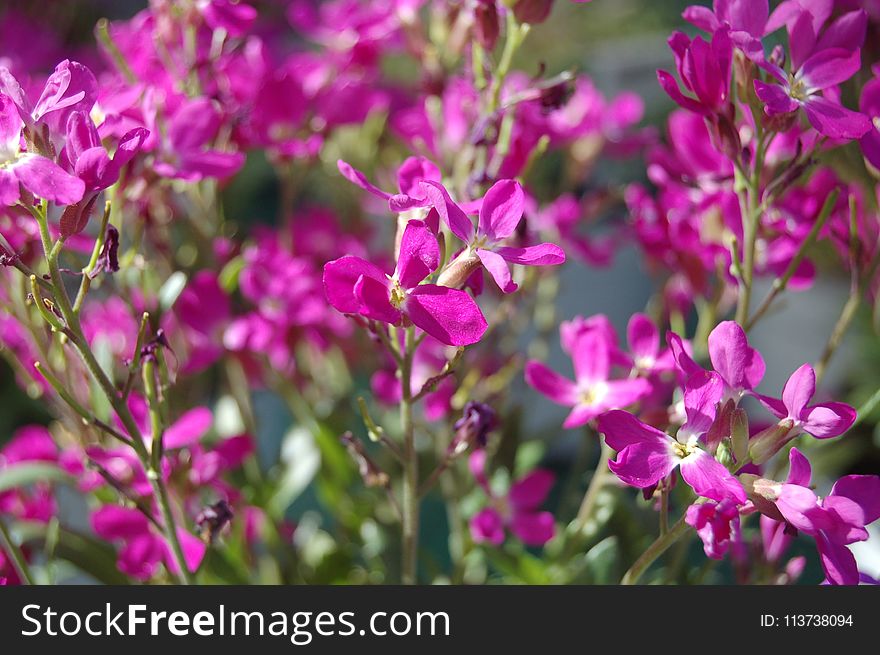 Flower, Plant, Pink, Flora