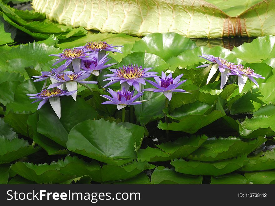 Flower, Plant, Flora, Aquatic Plant