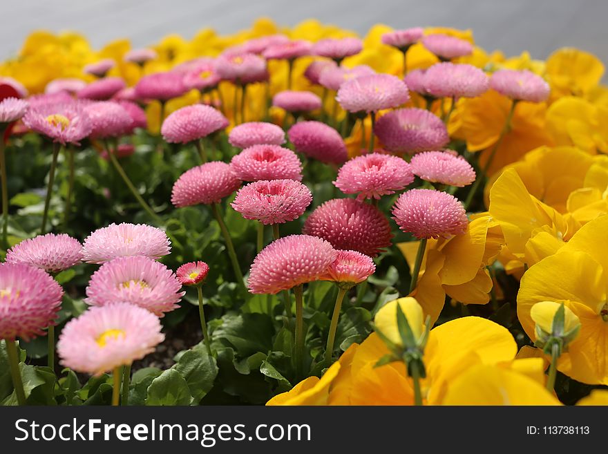 Flower, Plant, Flowering Plant, Flora