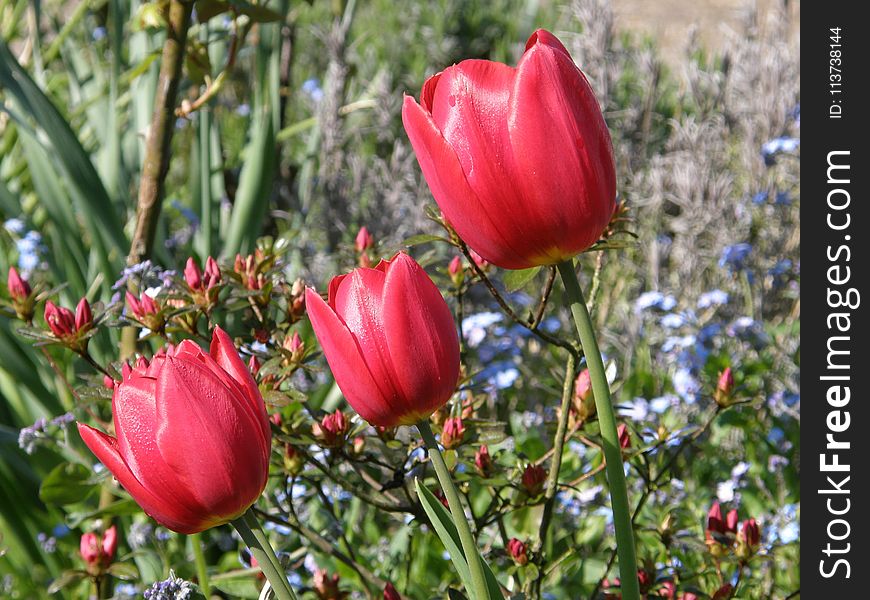 Flower, Plant, Flowering Plant, Tulip