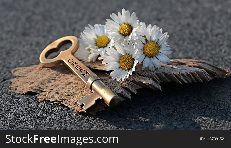 Flower, Jewellery, Still Life Photography, Metal