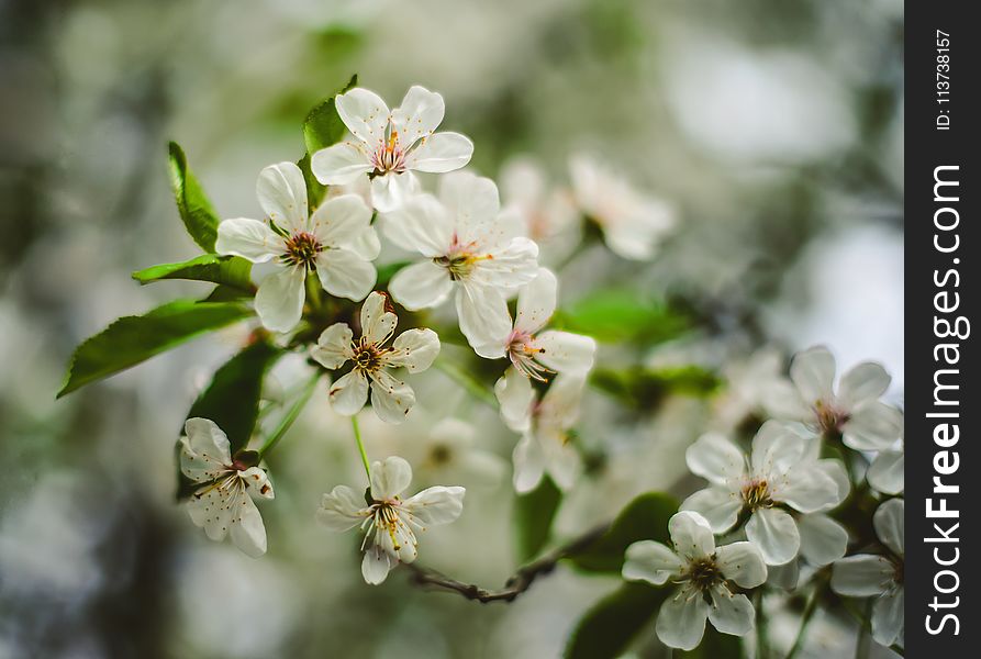 Blossom, Flower, Spring, Branch