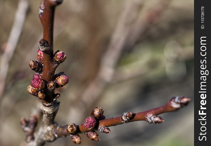 Branch, Bud, Twig, Spring