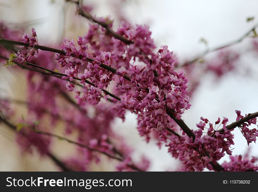 Pink, Blossom, Purple, Branch