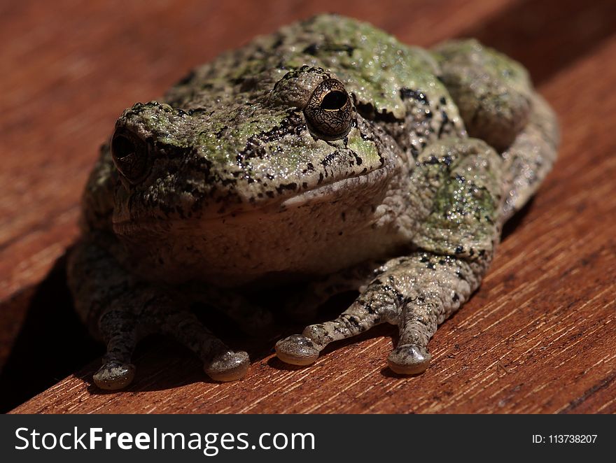 Toad, Amphibian, Frog, Fauna