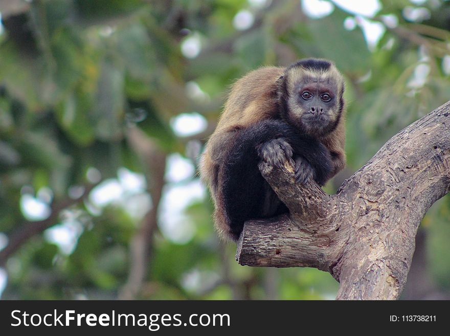 Fauna, Mammal, New World Monkey, Primate