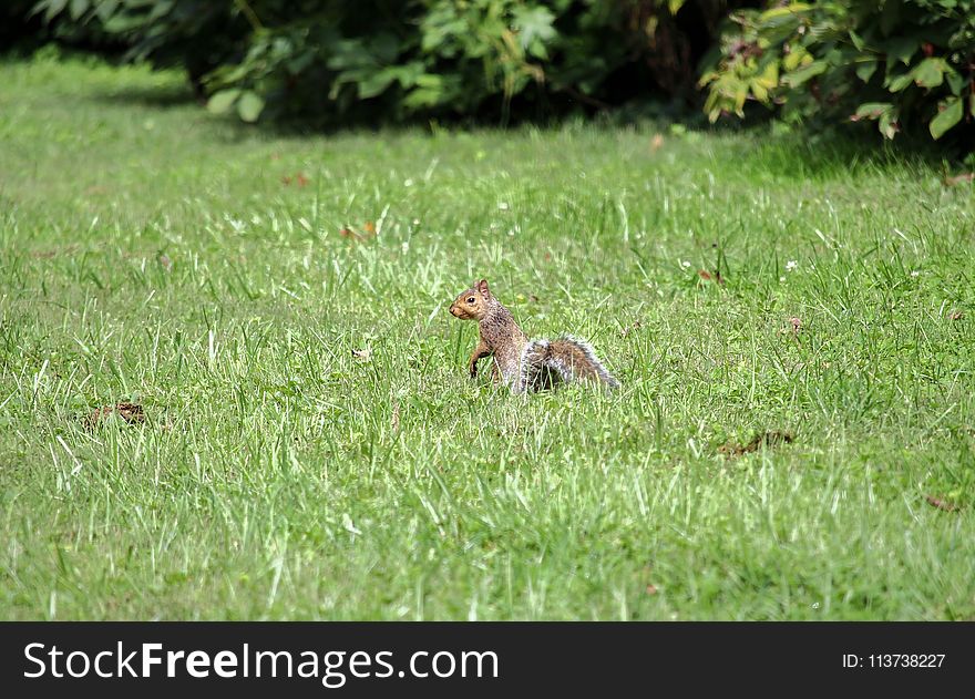 Fauna, Ecosystem, Wildlife, Grass