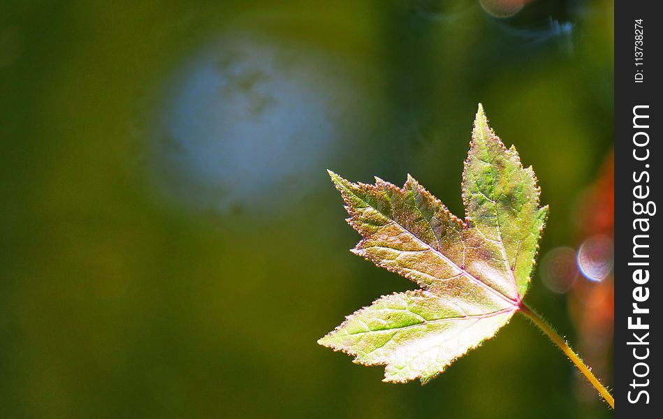 Leaf, Vegetation, Autumn, Macro Photography