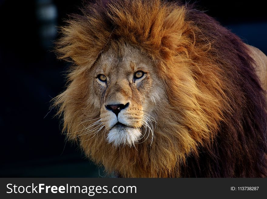 Wildlife, Hair, Lion, Mammal