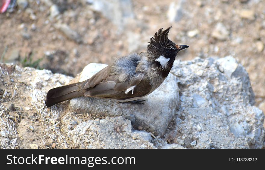 Bird, Fauna, Beak, Perching Bird