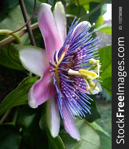 Flower, Plant, Passion Flower Family, Passion Flower