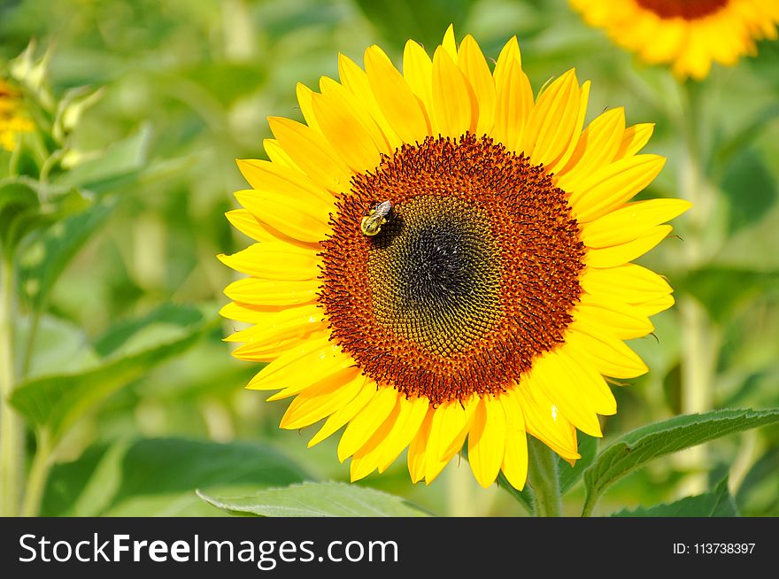 Flower, Sunflower, Yellow, Nectar
