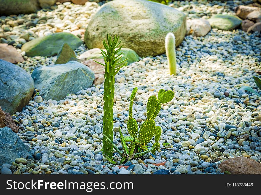 Plant, Pebble, Grass, Seaweed